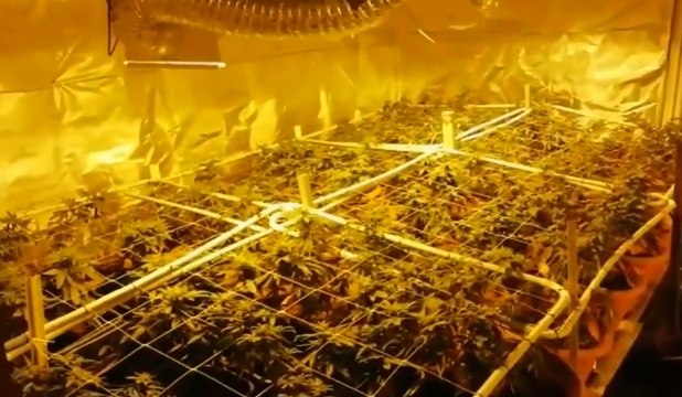 Valmontone (RM) - Marijuana coltivata in casa, arrestato titolare negozio canapa light (10.06.20)
