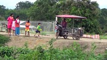 Captive elephants released into jungle after coronavirus decimated tourism income