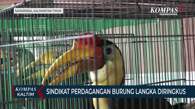 BKSDA Kaltim Ringkus Sindikat Perdagangan Burung Langka