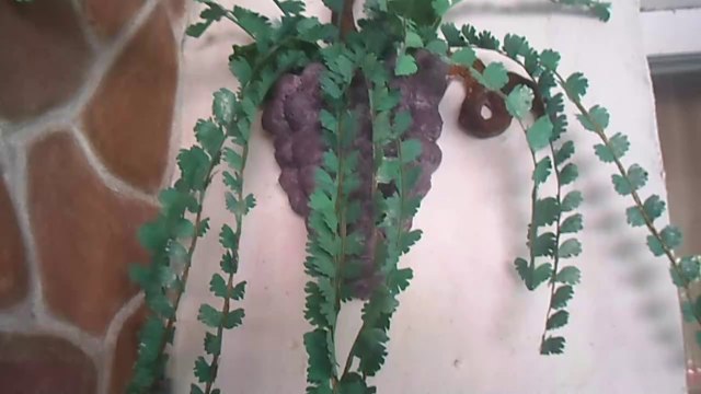 AVENCA DE METRO DE SACOS PLASTICOS