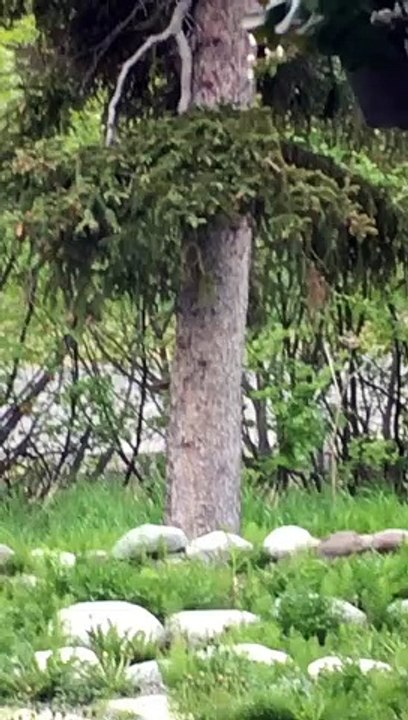 Squirrels Playing Tag Around a Tree