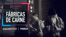 TEASER 1 | 'Fábricas de Carne', un reportaje de Igualdad Animal y 'Público'