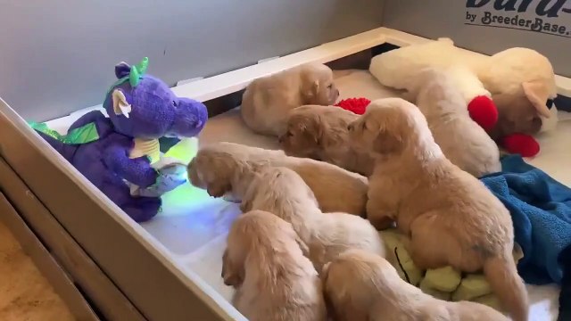 Adorable : ces chiots écoutent un dragon en peluche leur racontant une histoire