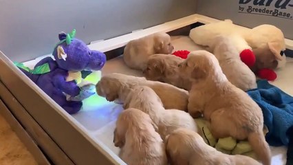 Adorable : ces chiots écoutent un dragon en peluche leur racontant une histoire