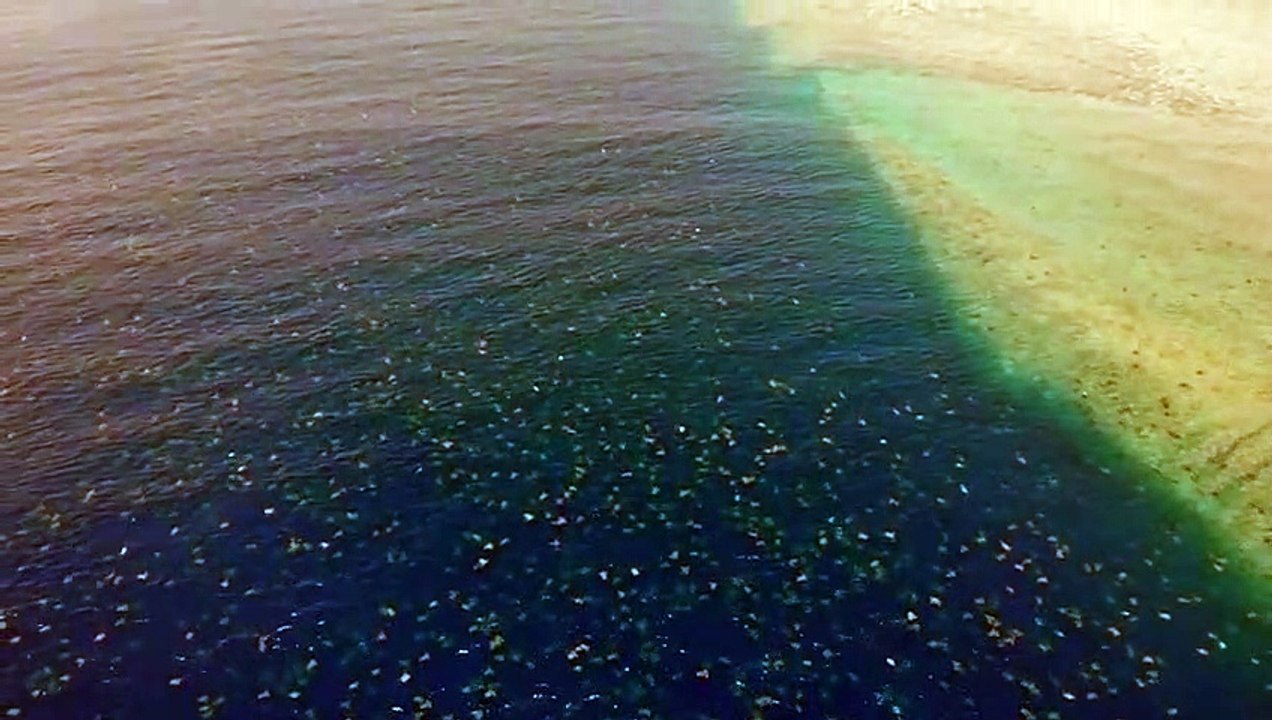 ext-drone-capta-tortugas-verdes-100620