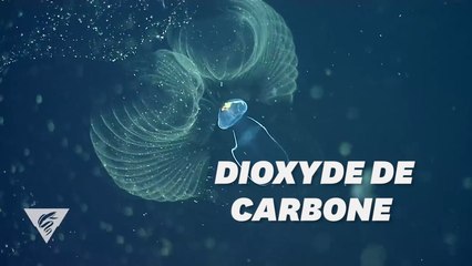 Ces créatures pleines de mucus pourraient nous aider à combattre le réchauffement climatique