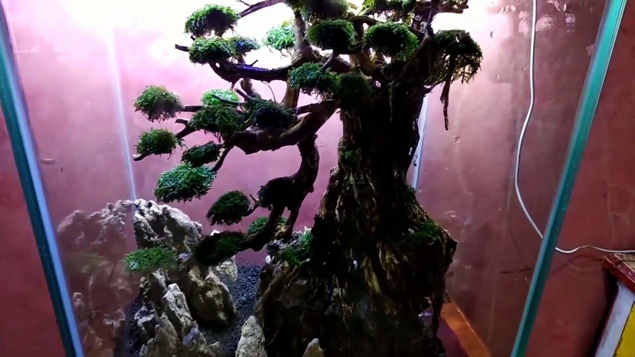 bonsai aquascape ukuran tank 40.50.40