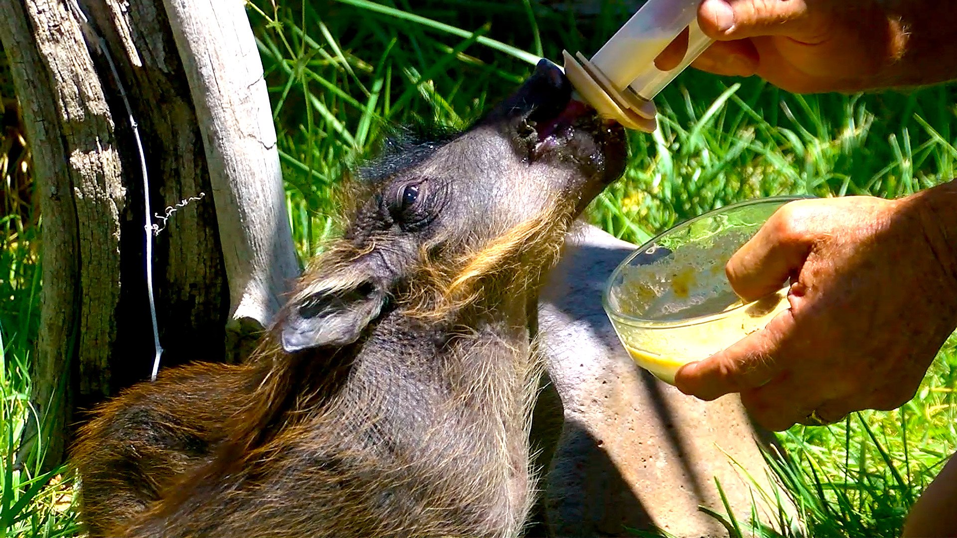 Meet the Cute Baby Warthogs from Out of Africa Wildlife Park