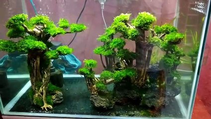 28 Aquascape tema bukit