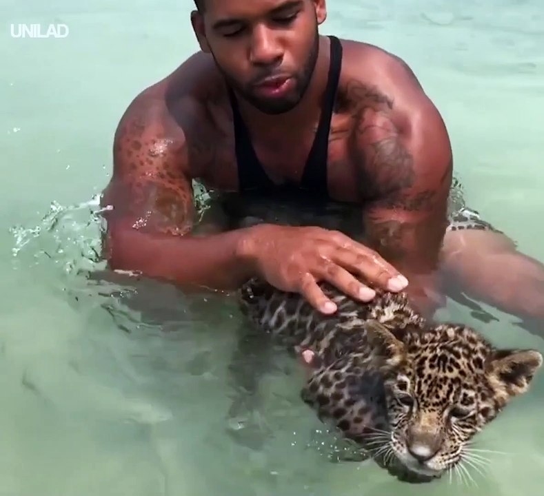 Il fait prendre son bain à son bébé jaguar... Trop adorable