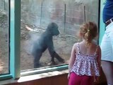 Ce bébé gorille a très envie de jouer avec cette fillette... adorable