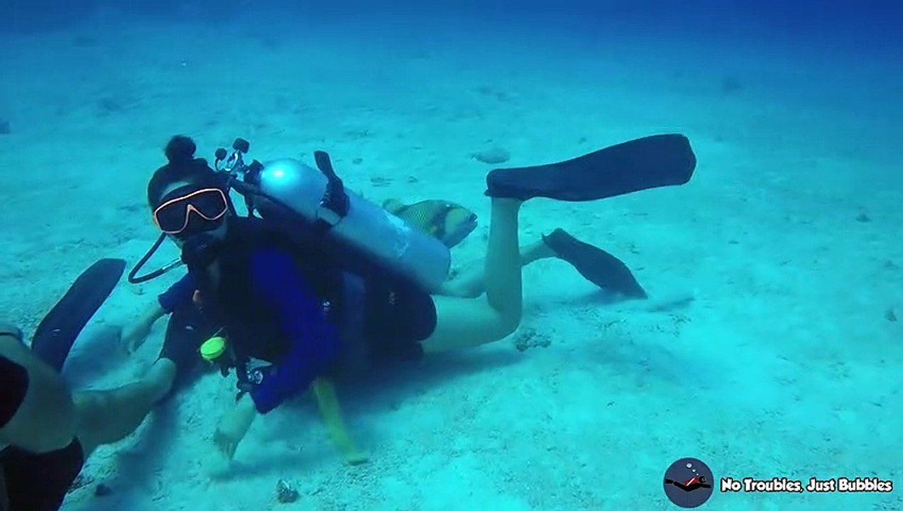 Titan Triggerfish at Surin Islands Thailand