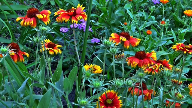 Beautiful Flowers | Colorful Views of the Flowers | Different types / Kinds of Flower's Views | सुंदर फूल | फूलों के रंगीन दृश्य | विभिन्न प्रकार / फूल के दृश्यों के प्रकार |