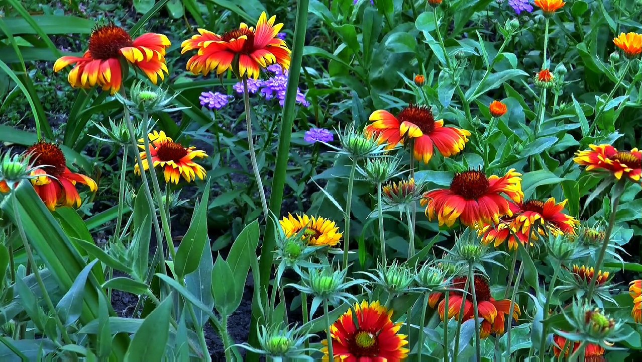 Beautiful Flowers | Colorful Views of the Flowers | Different types / Kinds of Flower's Views | सुंदर फूल | फूलों के रंगीन दृश्य | विभिन्न प्रकार / फूल के दृश्यों के प्रकार |