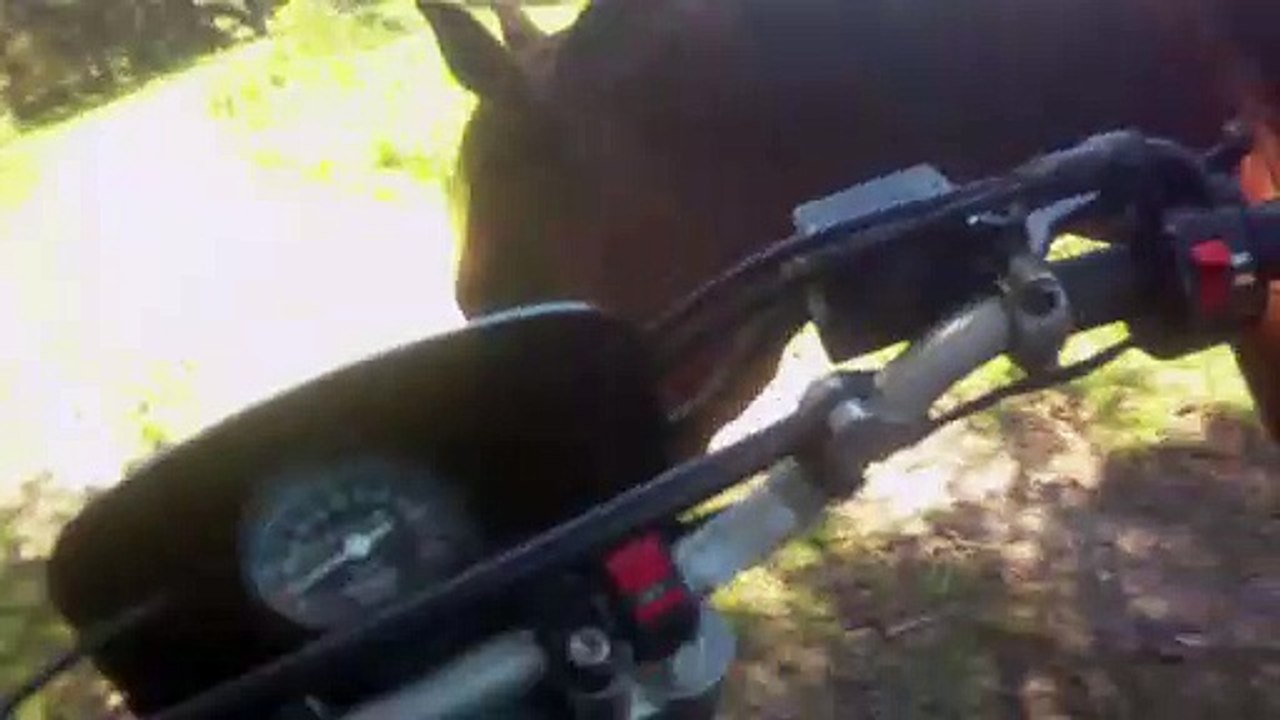 cheval suiveur de moto ...