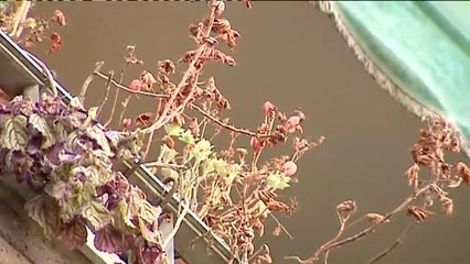 Flores marchitas en el balcón de un matrimonio fallecido por coronavirus