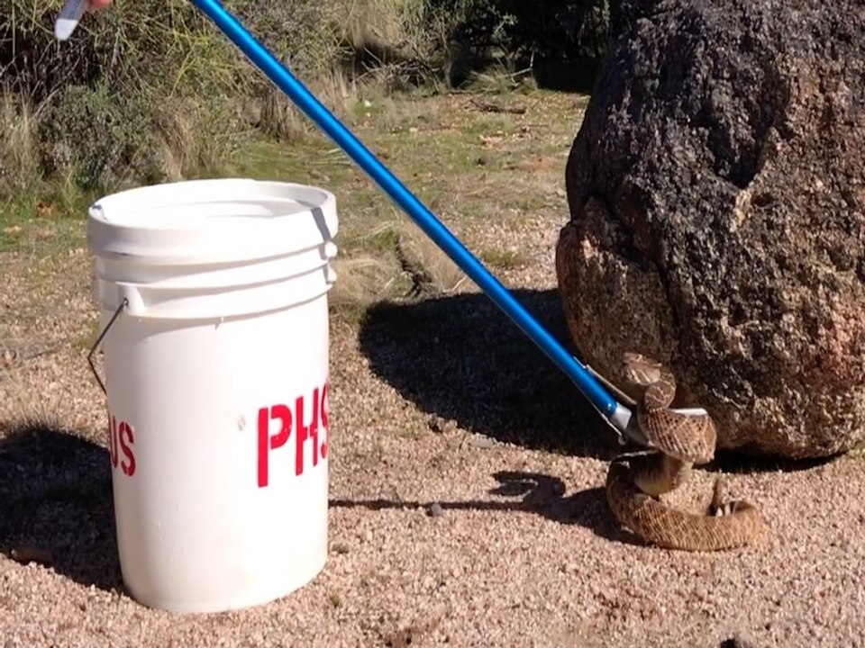 LIVE RATTLESNAKE! Venomous snake removal class at Phoenix Herpetological Sanctuary - ABC15 Digital