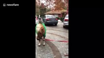 'Dog walking a pony?' Dog in Argentina walks a pony while another dog rides along