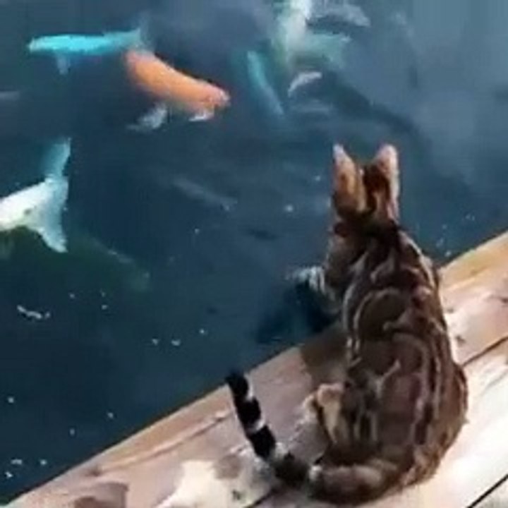 CATS BEST