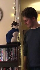 Sweet Kitty Pulls Human in for Kisses