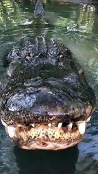 Hunter The American Alligator Says Good Morning