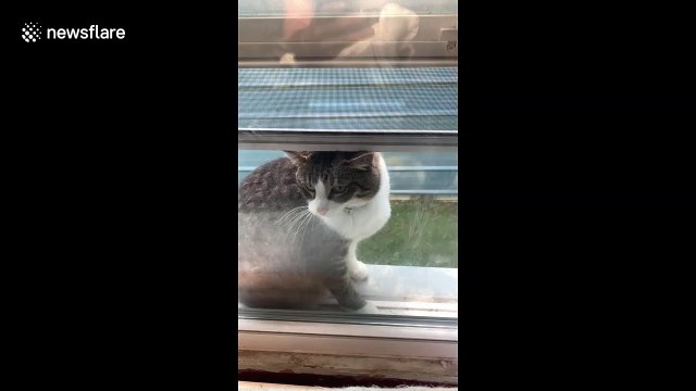 Cat scratch fever: Despite getting cat door installed, feline insists on clawing at window