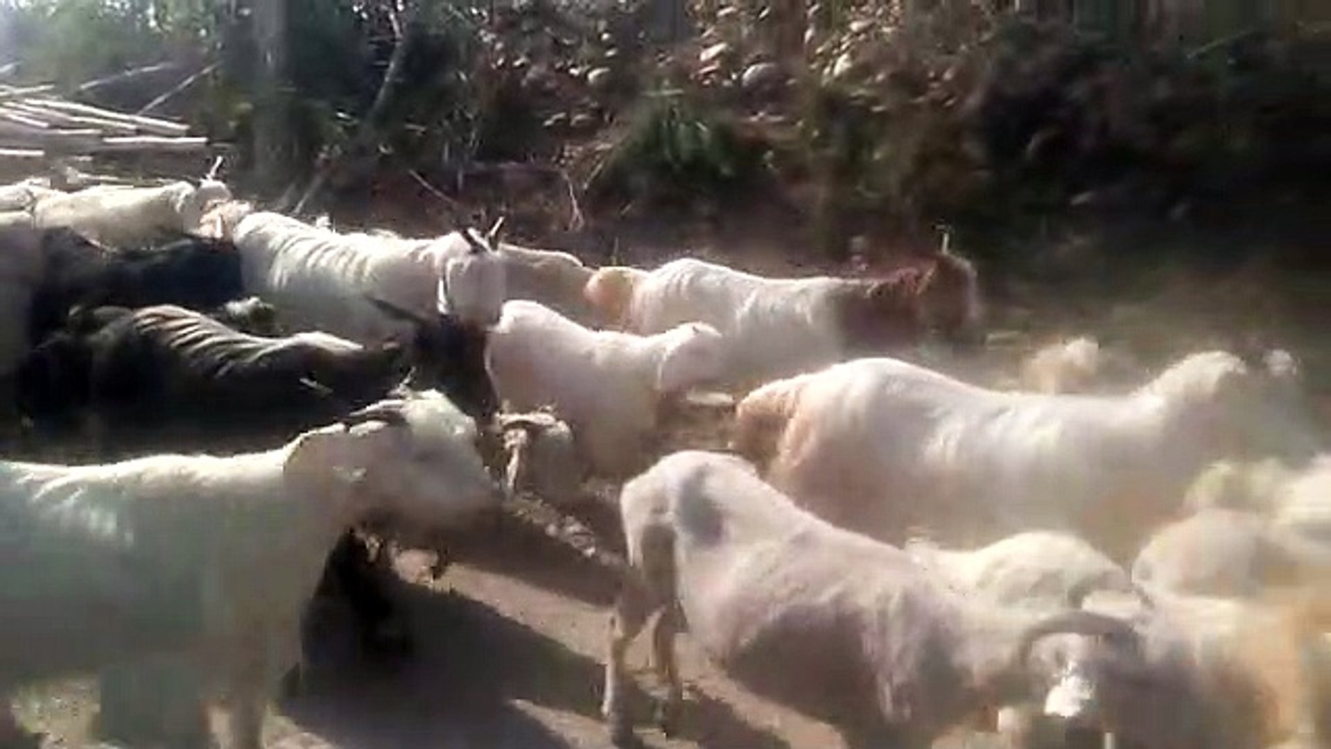 ⁣himalayan sheep