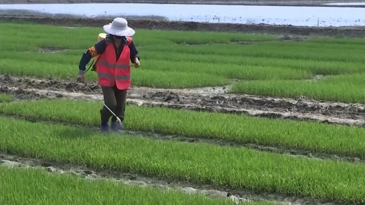 North Korean rice farmers rush to counter food shortages and malnutrition worsened by Covid-19