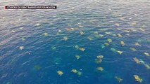 Drone footage shows thousands of turtles in the ocean
