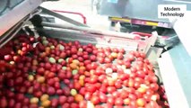 Tomato Modern Processing Machines and Ketchup Making