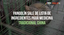 Pangolín sale de lista de ingredientes para medicina tradicional china