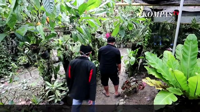 Budidaya Anggrek, Upaya Pelestarian Flora Endemik di Sulawesi Tengah