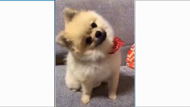 Funniest Dogs and Cats - Awesome Funny Pet Animals Videos - Chiens et chats les plus drôles - Vidéos drôles d'animaux de compagnie