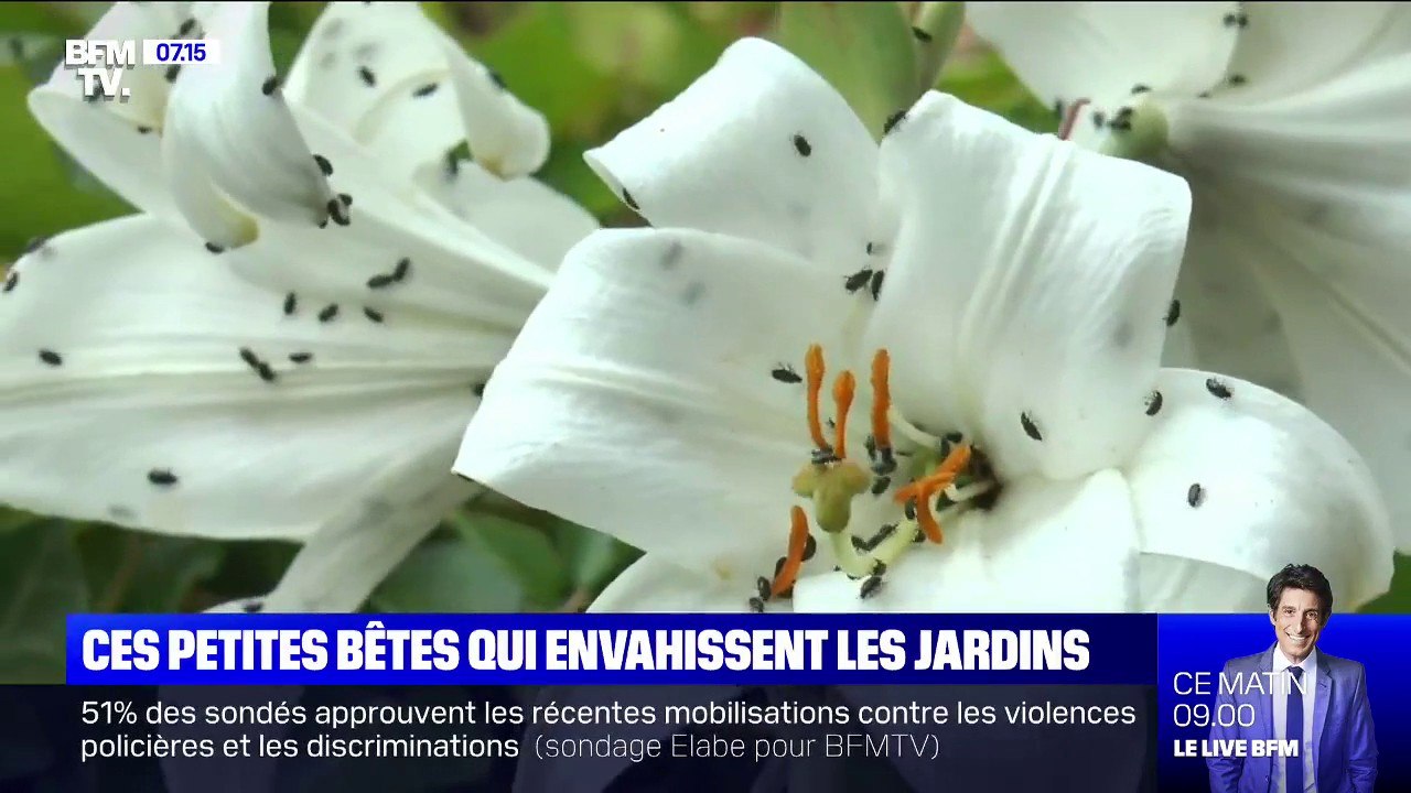 Les méligèthes, petits insectes noirs, envahissent les jardins de l'Orne