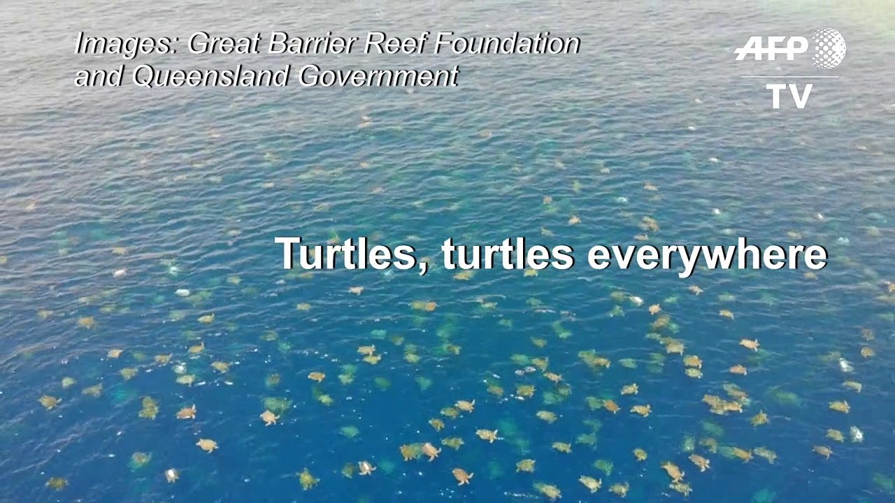 Researchers count thousands of turtles with drone in Australia