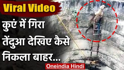 Gujarat के एक कुएं में गिरा तेंदुआ, बचाने के लिए लगाई सीढ़ी, फिर ऐसा बाहर निकला | वनइंडिया हिंदी