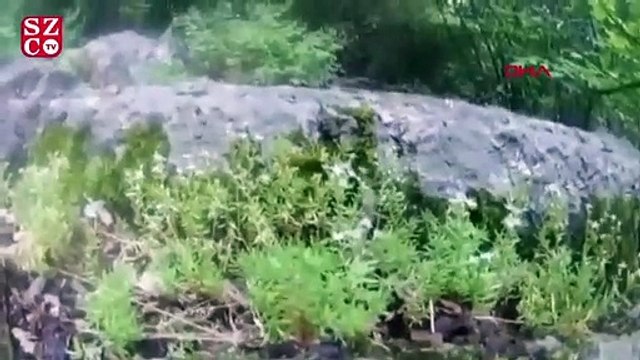 Çekim yaparken 1 metre uzunluğundaki boynuzlu engerek yılanı saldırdı