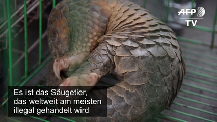 China: Schuppentier ist nicht meht traditionelle Medizin