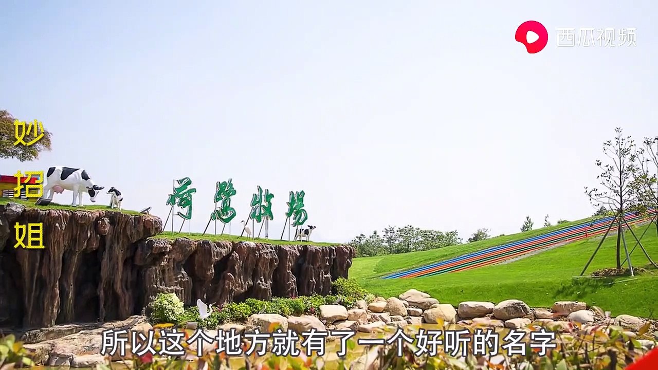 【Dairy Farm Day Tour】给奶牛挤奶你见过吗？妙招姐现场试了一下，没想到这么好玩