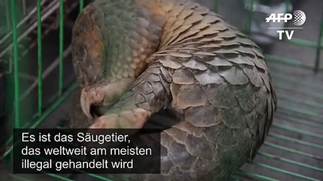 China: Schuppentier ist nicht meht traditionelle Medizin