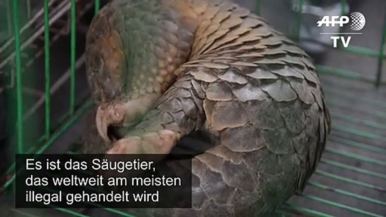 China: Schuppentier ist nicht meht traditionelle Medizin