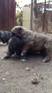 KAFKAS COBAN KOPEGi YAVRULARI SABAH EGZERSiZLERi - CAUCASiAN SHEPHERD DOG PUPPiES EXERCiSE MORNiNG