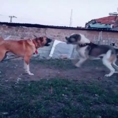 ALA ve COBAN KOPEKLERi KARSILASMASI - ANATOLiAN SHEPHERD DOGS vs