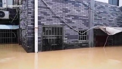 Rats climb onto window security nets to avoid flash floods in China