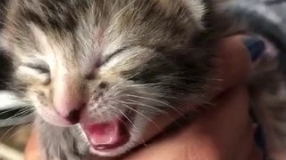 Cute baby cat doing meow so cute video Clip  2020