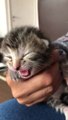 Cute baby cat doing meow so cute video Clip  2020