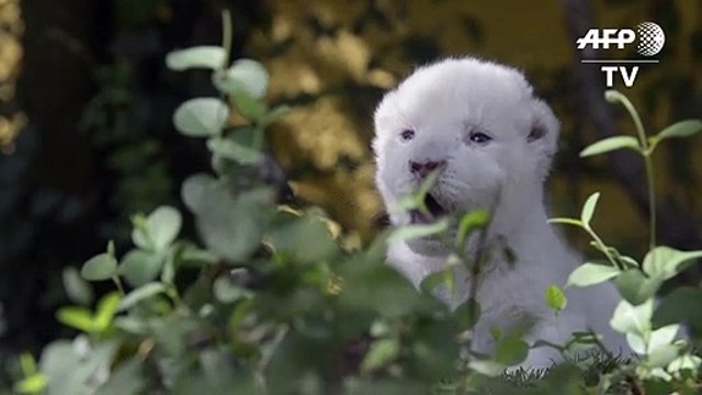 Von der Mutter verstoßen: Spaniens erstes weißes Löwenbaby