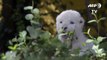 Von der Mutter verstoßen: Spaniens erstes weißes Löwenbaby