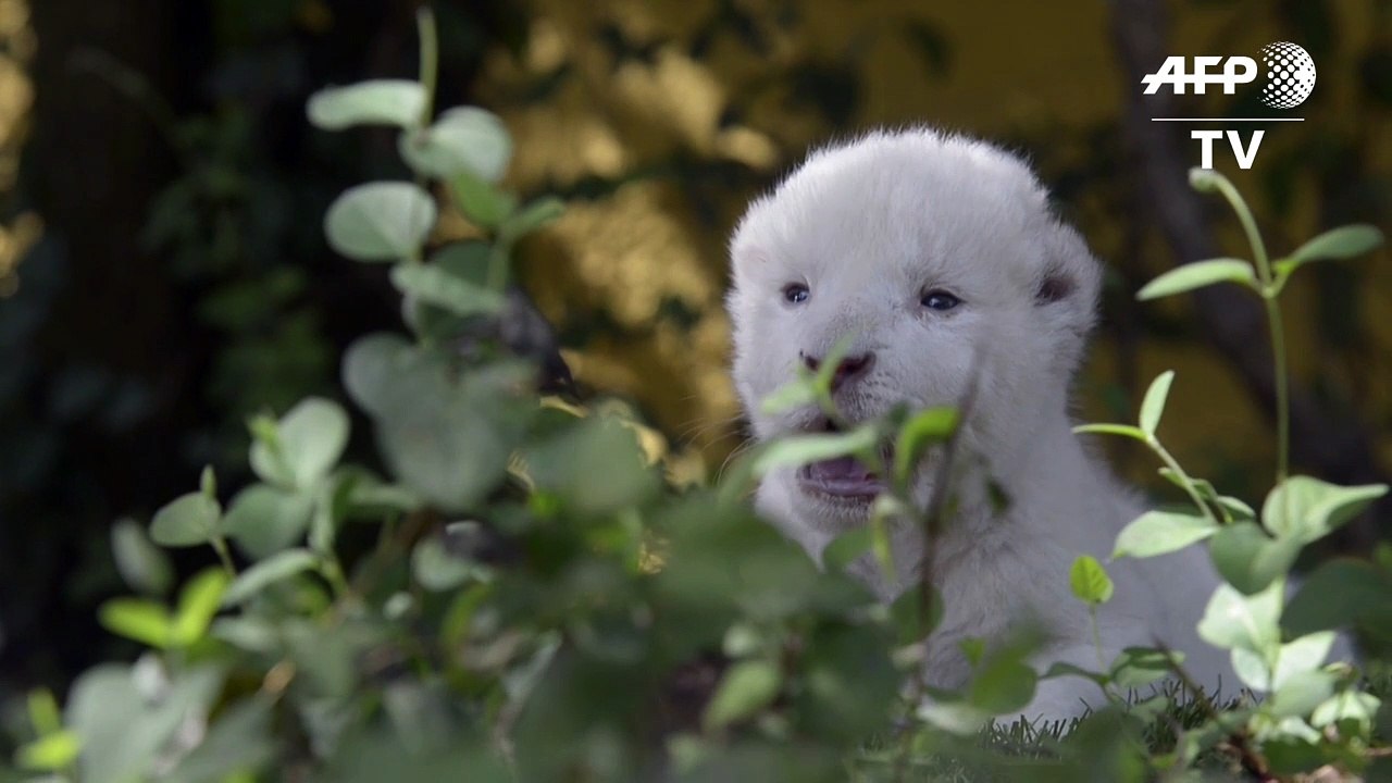 Von der Mutter verstoßen: Spaniens erstes weißes Löwenbaby