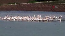 Pelikan ve leylekler Boğazköy Barajı'nı mesken tutu